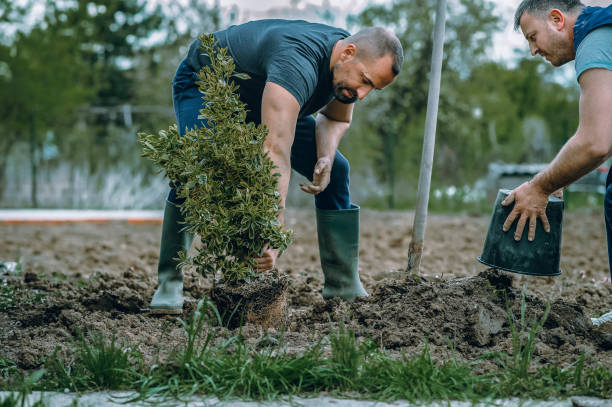 Trusted Estero, FL Tree Service Experts